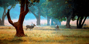 बेतला राष्ट्रीय उद्यान।